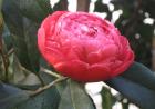 thumbs/debasish-2.jpg